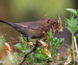 Biodiversität-Vogel